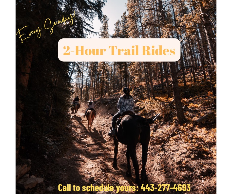 Sunday 2 hour trail rides with trotting