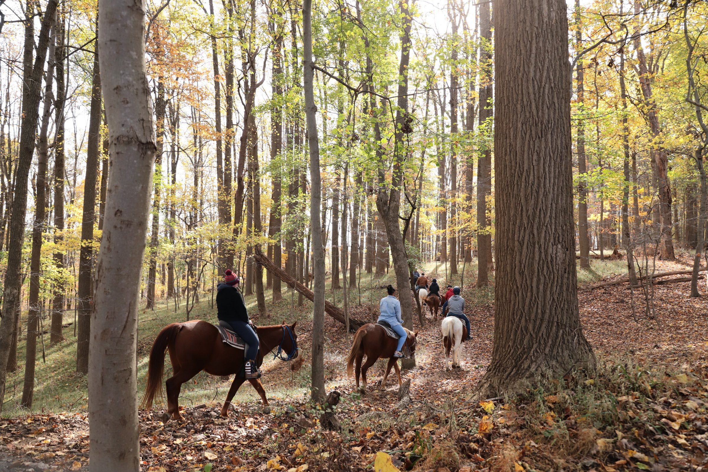 Misty Manor Trail Rides